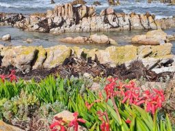 Lachenalia bulbifera red flowers, not lighthouses 
